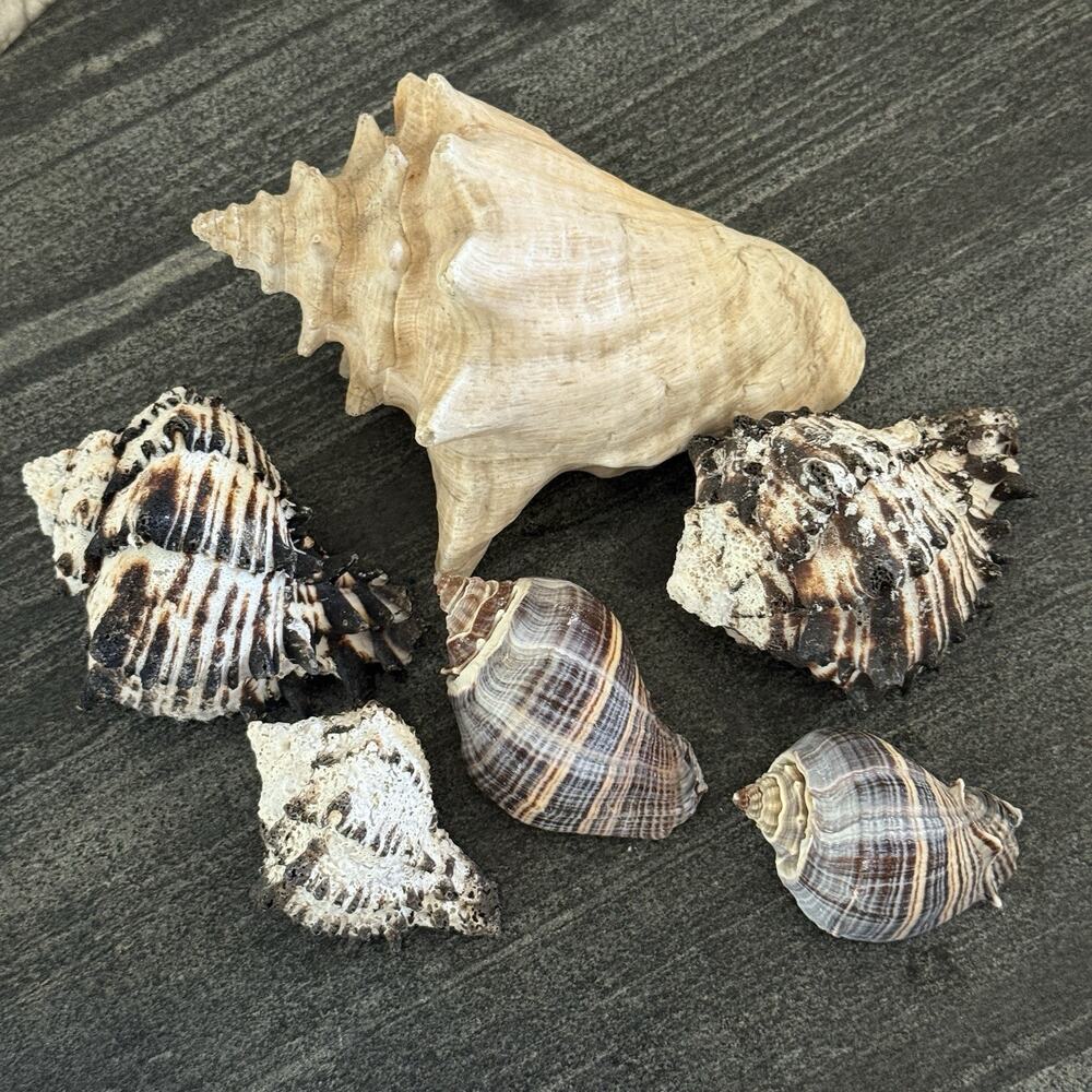 Lot‎ 6 Natural Shells Feat: Zebra Stripe Black Murex, Strombus & Melonga Conch